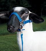 Halter Ram Show