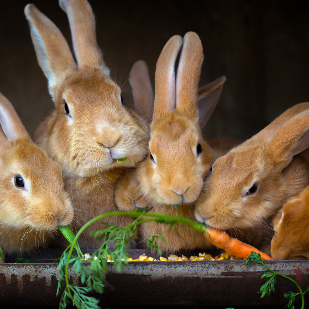Rabbit Feed