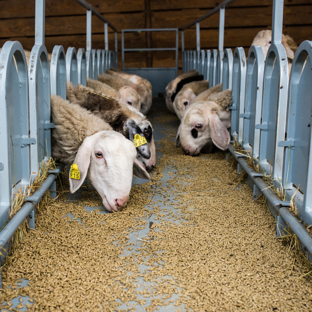 Sheep Feed