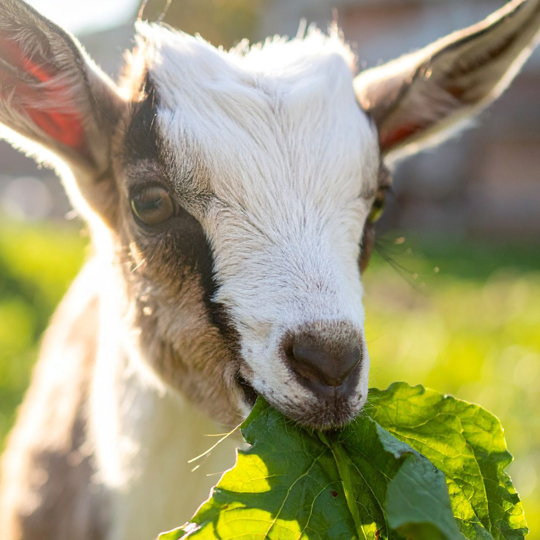 Goat Feed