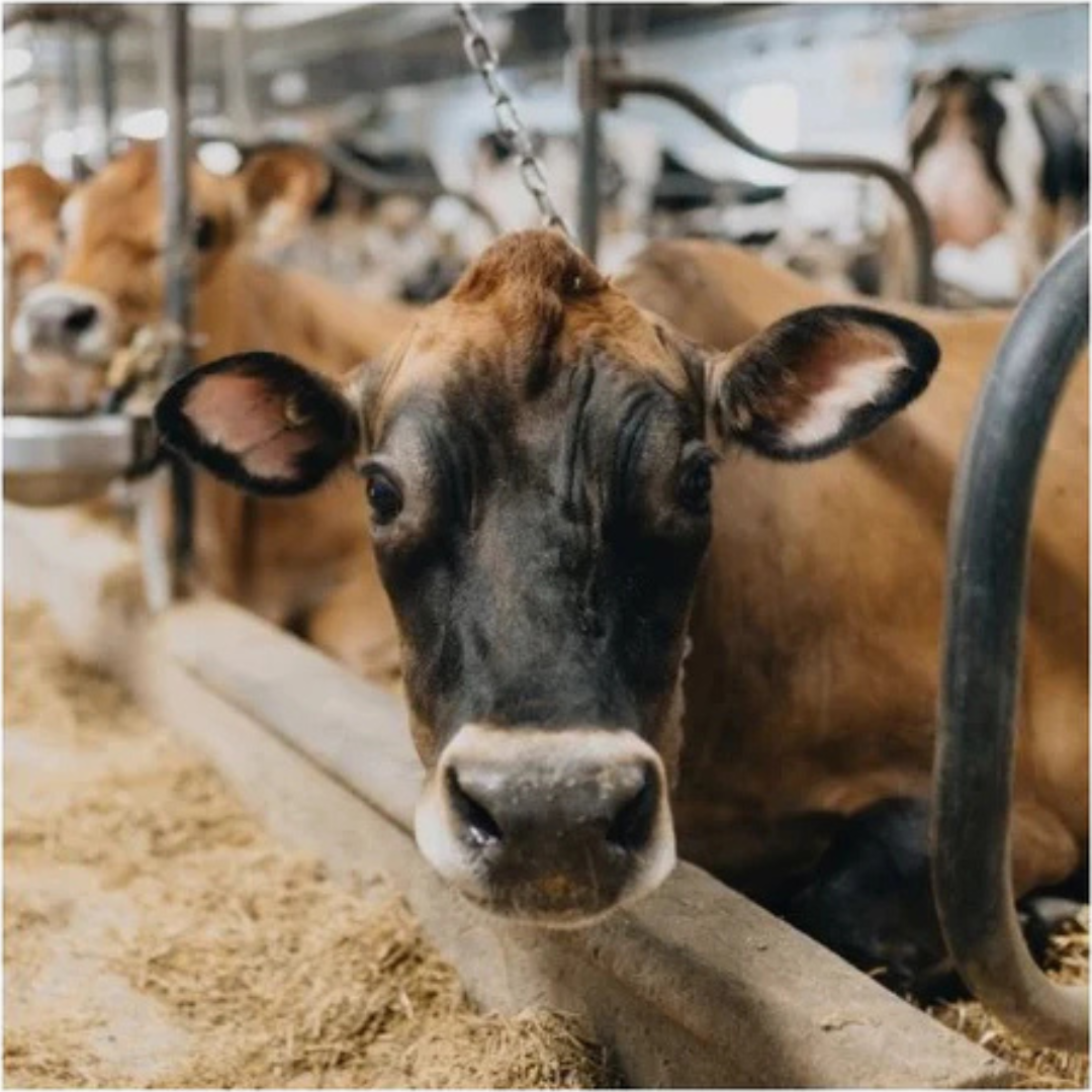 All Cattle Products