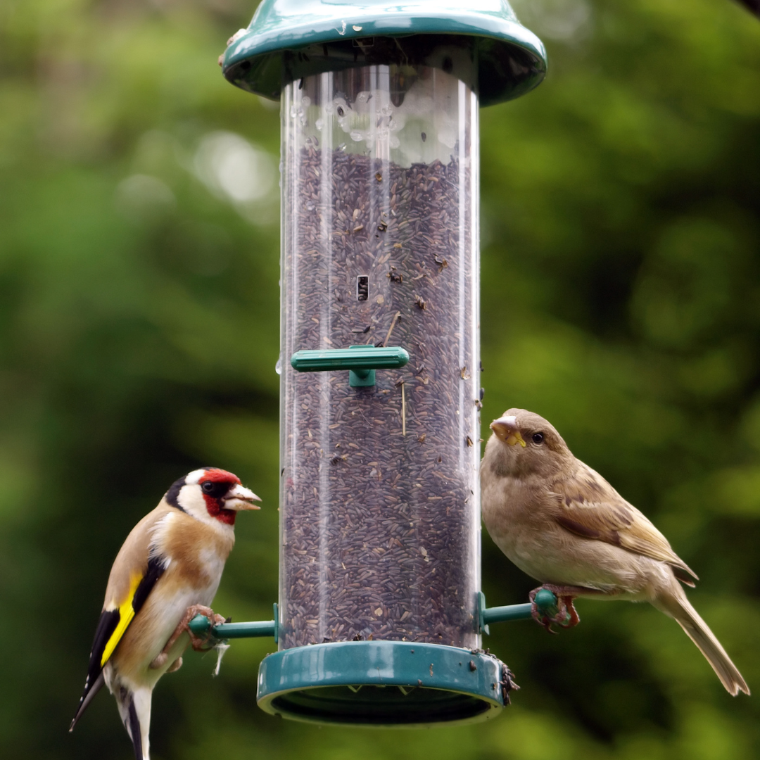 Bird Feeders