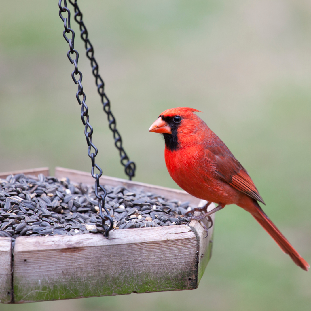 Bird Seed