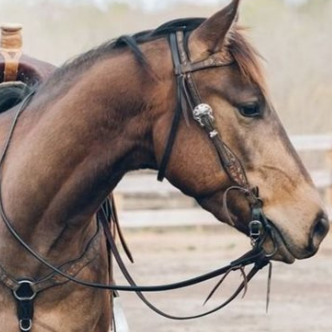 Bridles & Reins