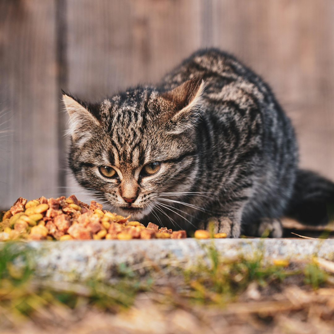 Cat Food