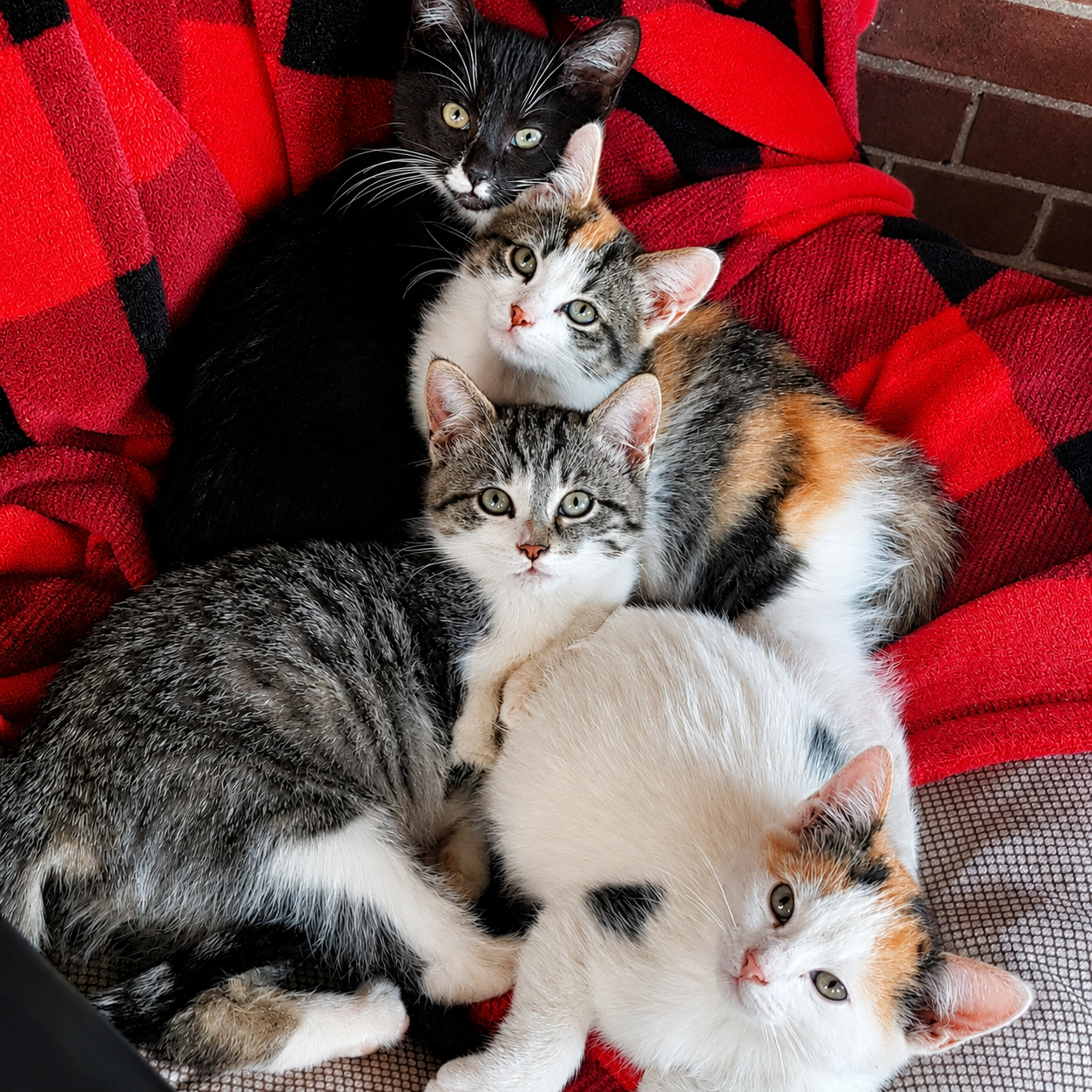 Cat Supplies