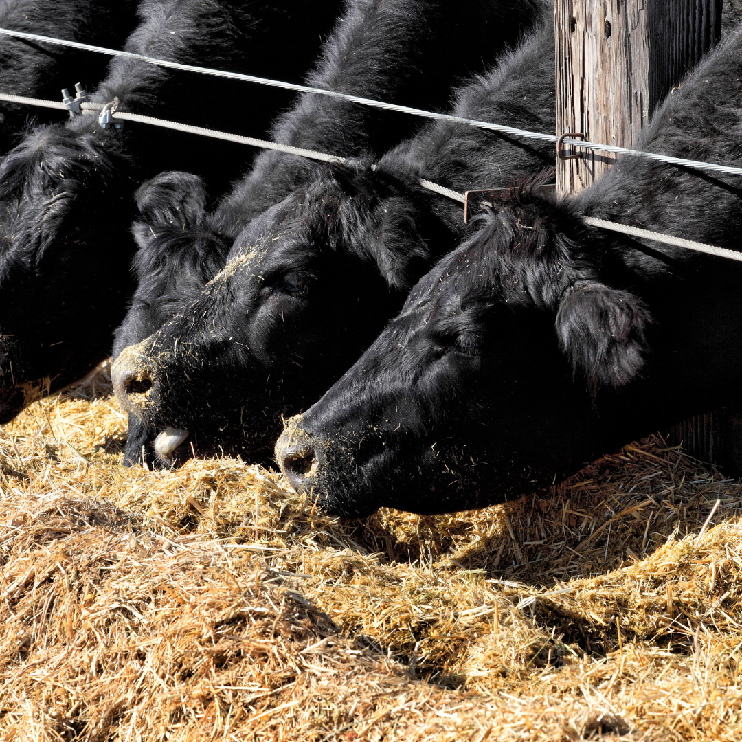 Cattle Feed
