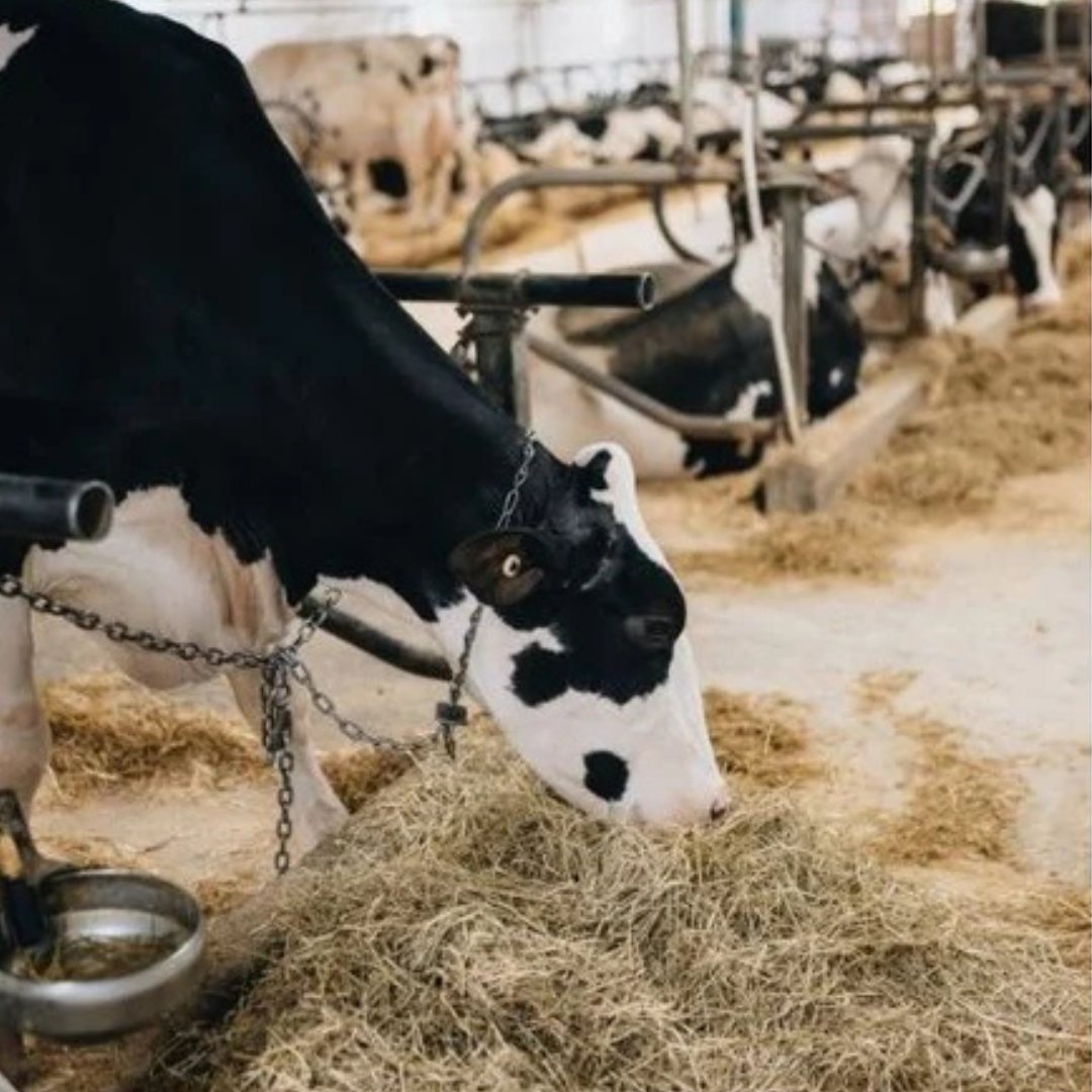 All Cattle Feeding & Watering