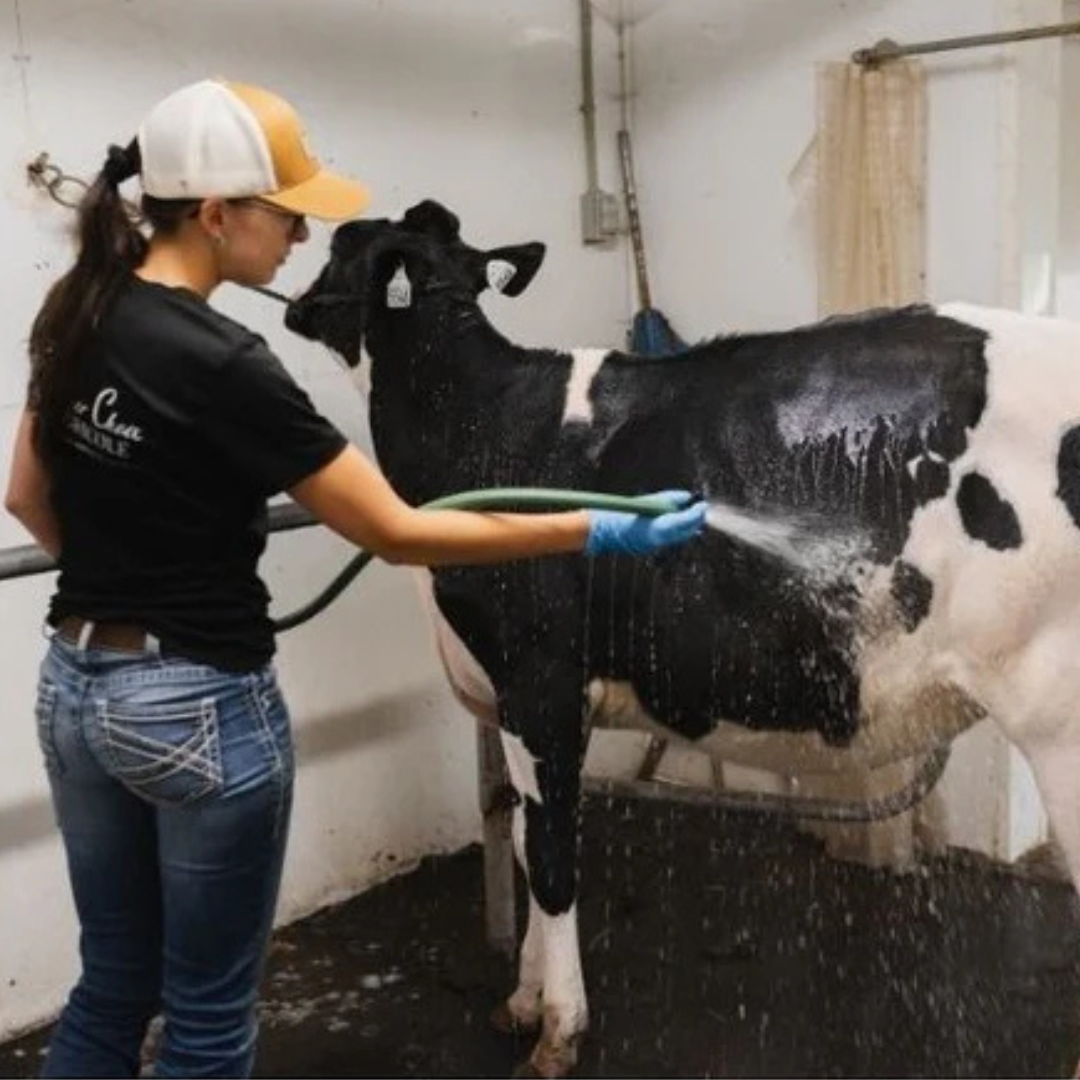 Cattle Grooming