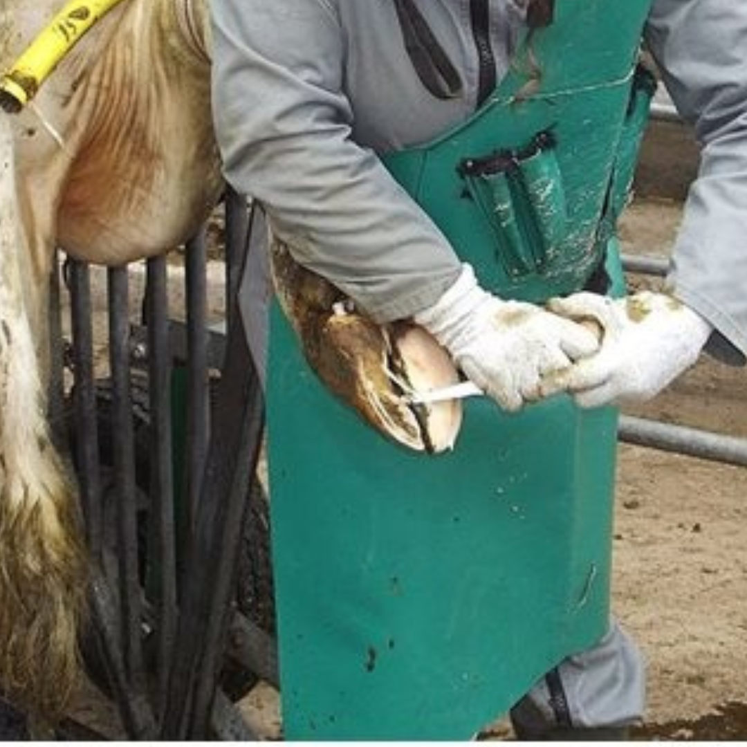 Cattle Hoof Care