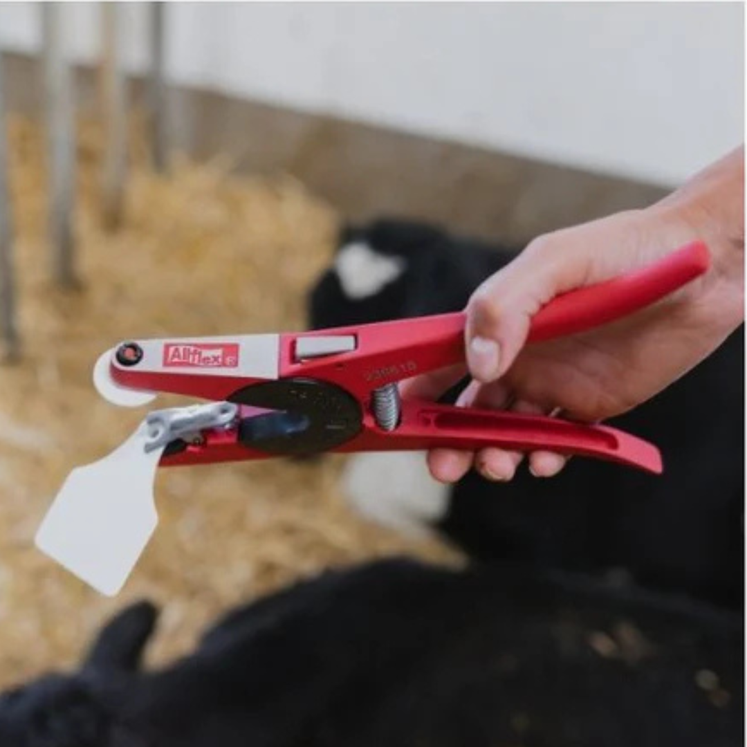 Cattle Identification