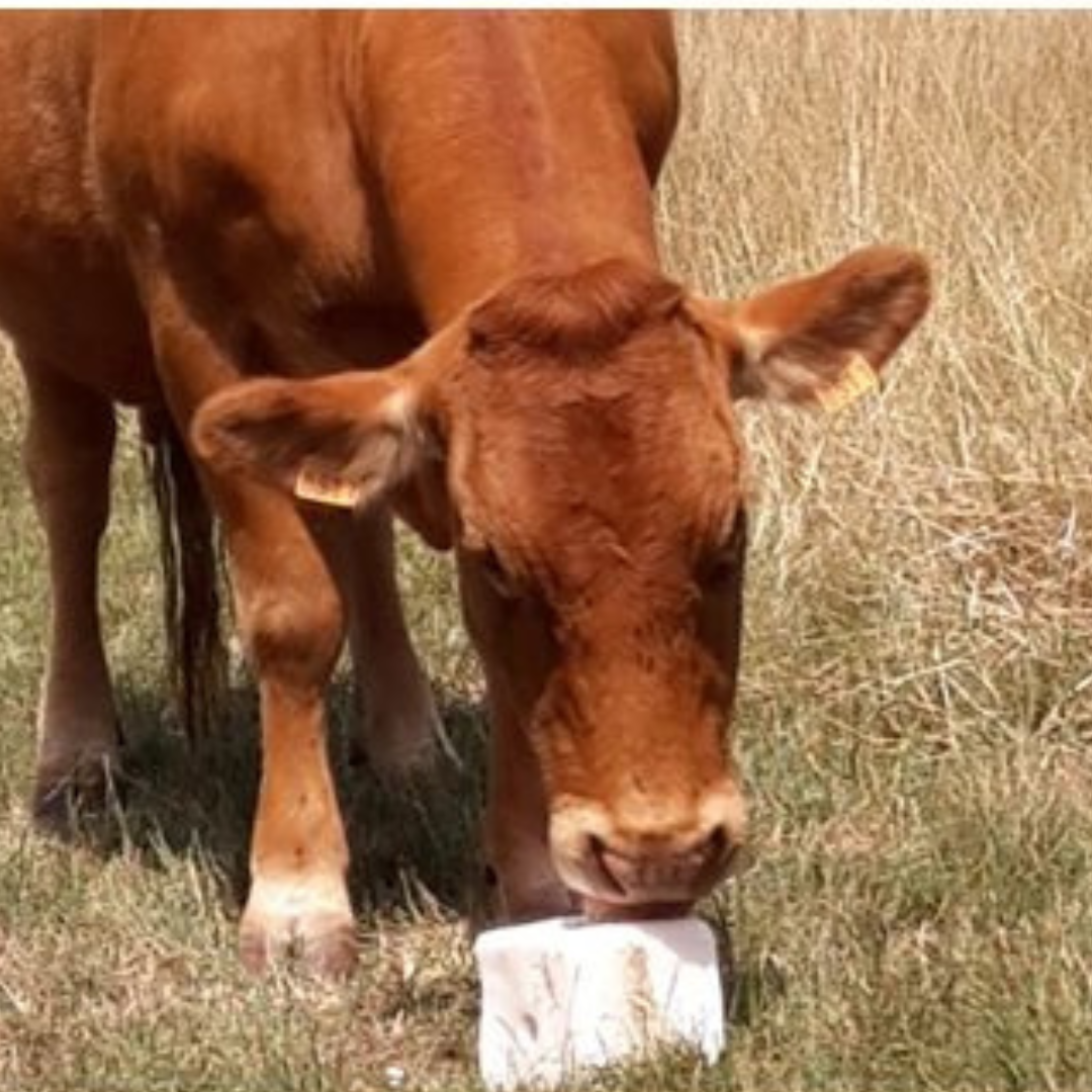 Cattle Feeding Suppliments
