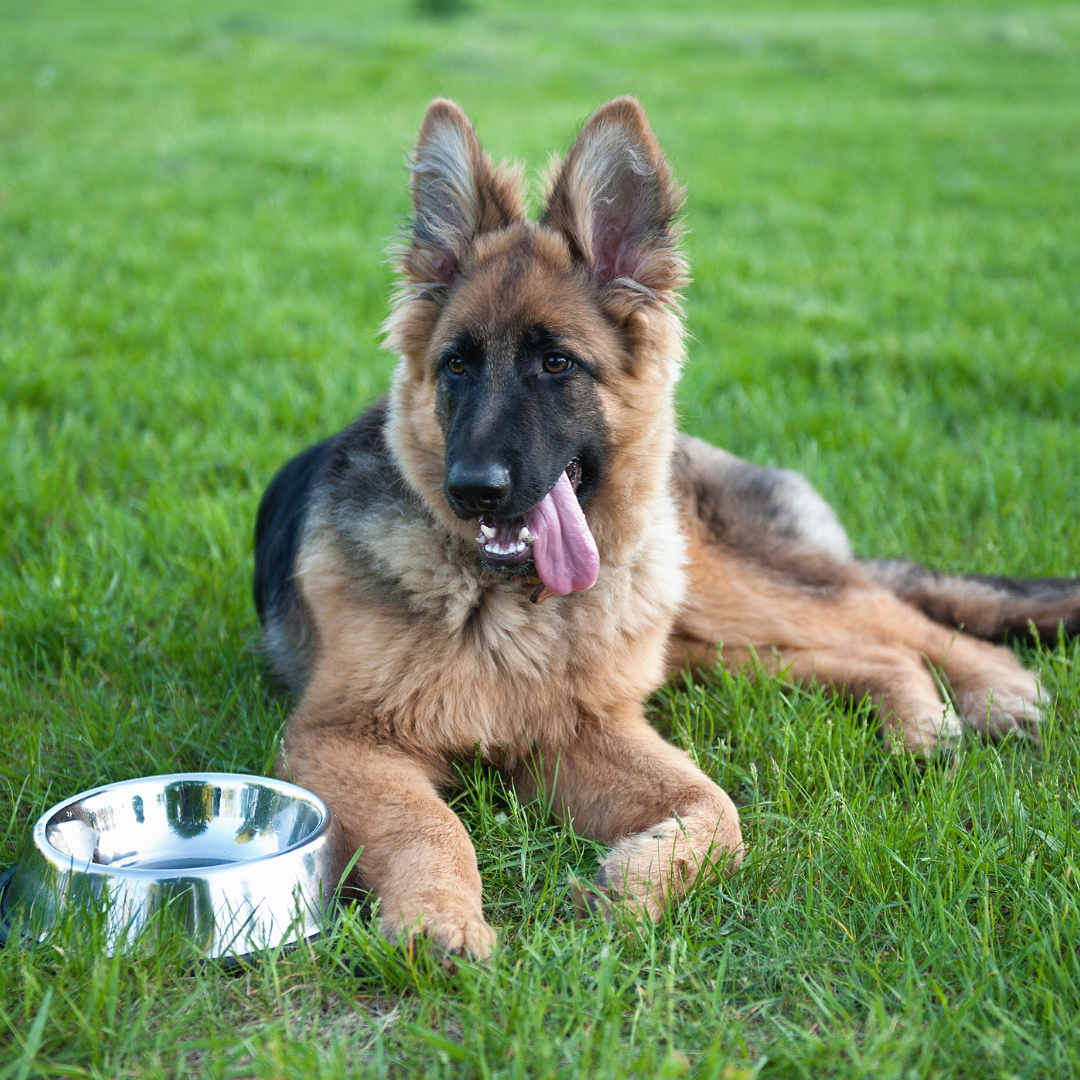 Dog Food