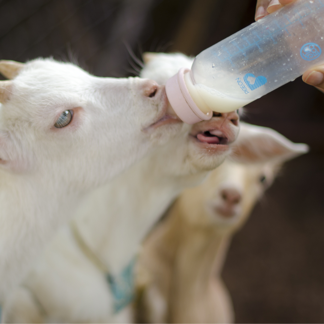Sheep & Goat Feeding