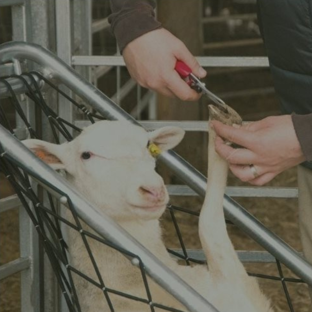 Sheep & Goat Handling