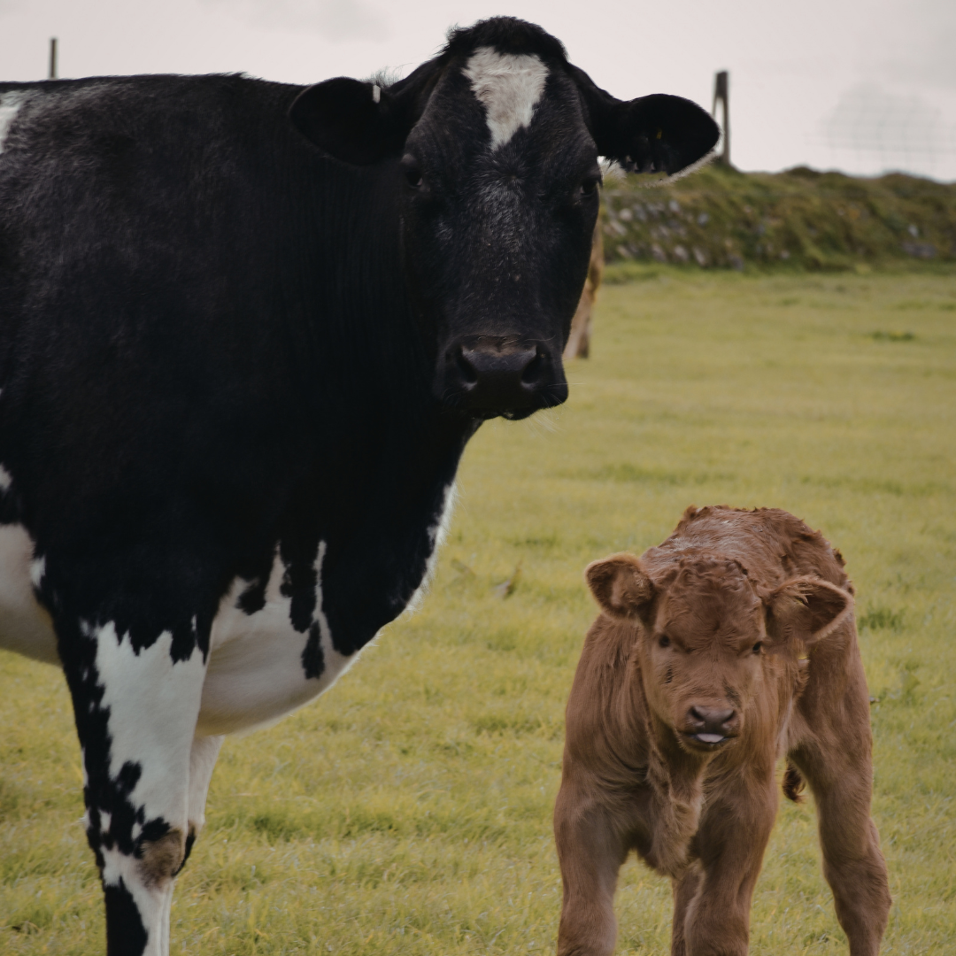 Calving