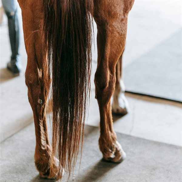 Equine Shampoo & Conditioner
