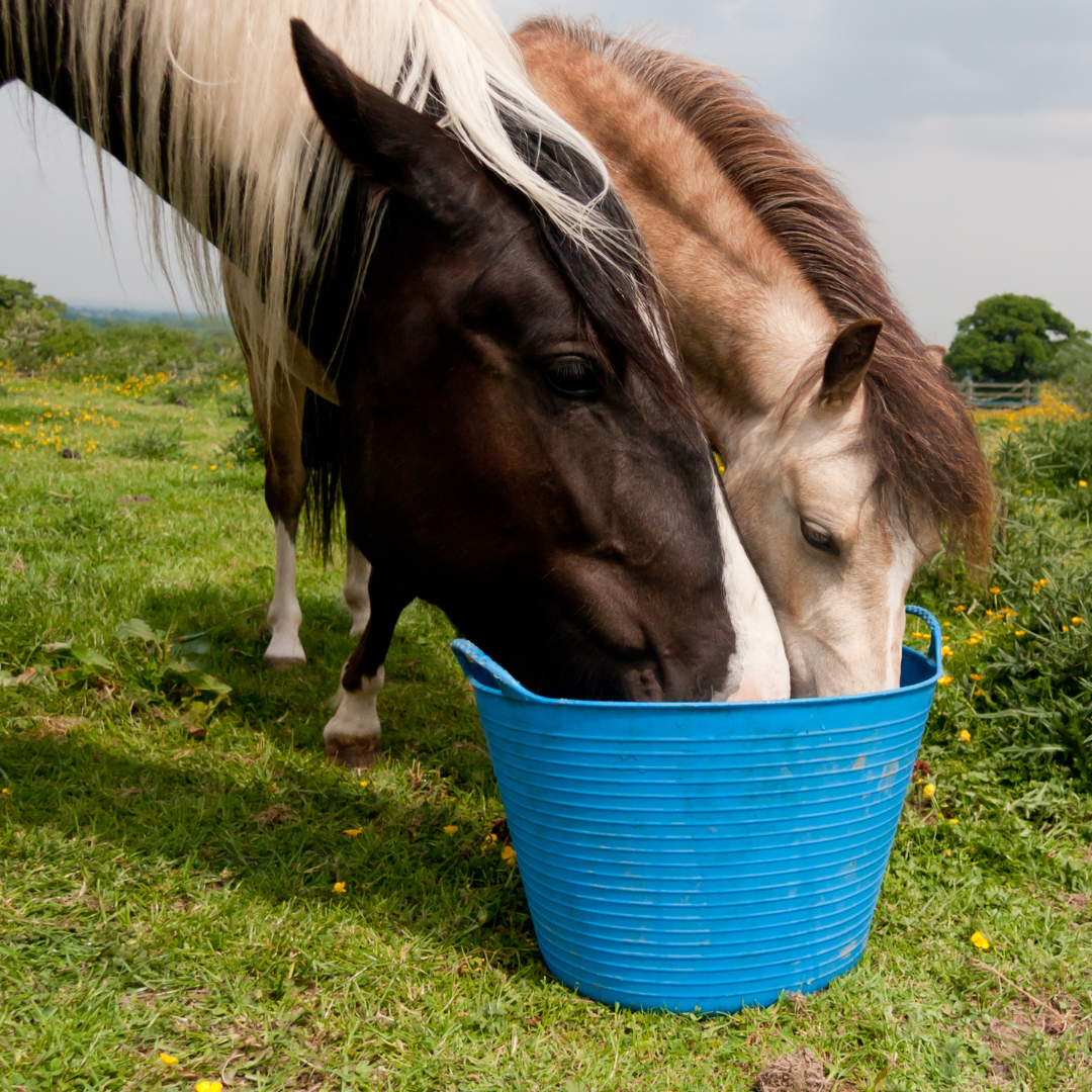 Horse Feed