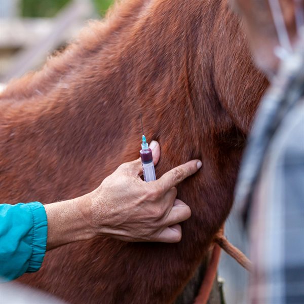 All Equine Health
