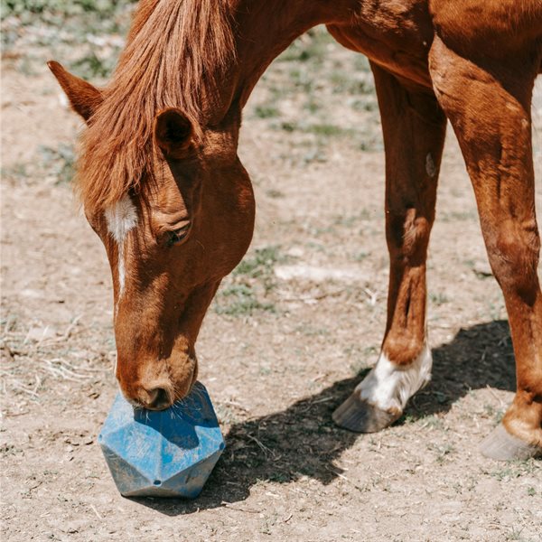 Equine Toys