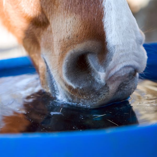 Waterers