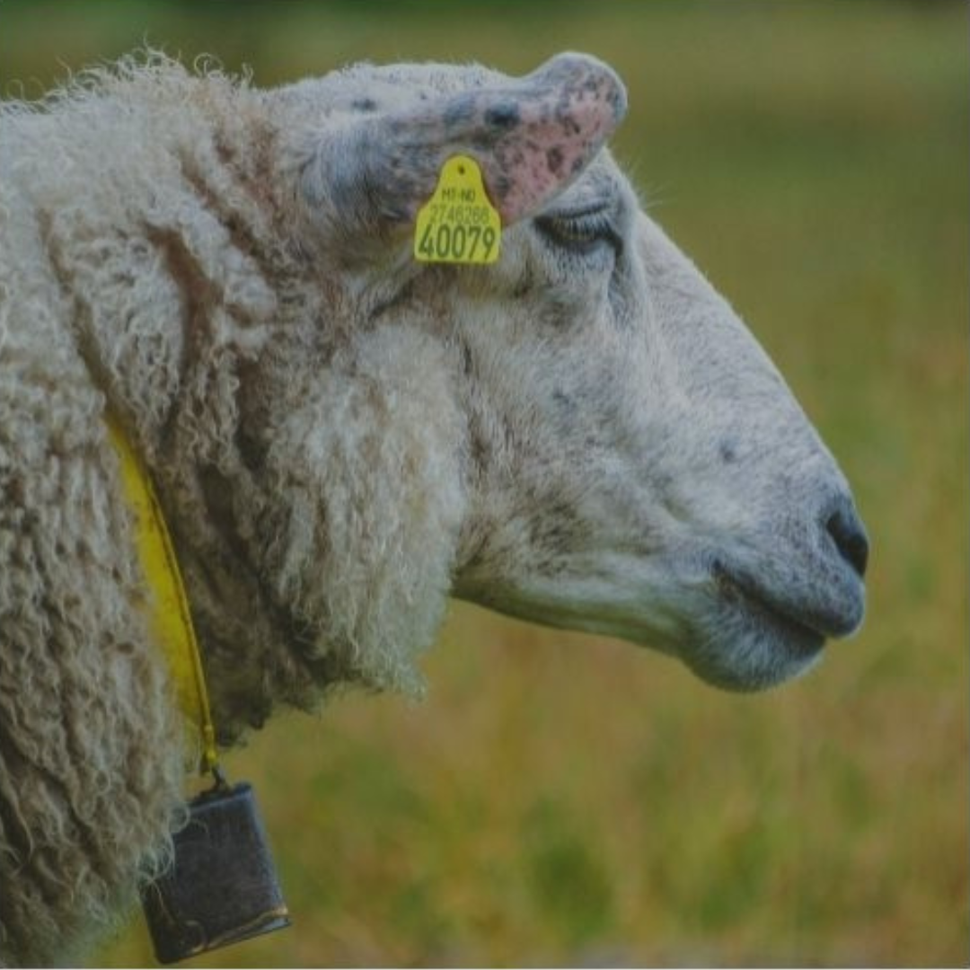 Sheep & Goat Identification