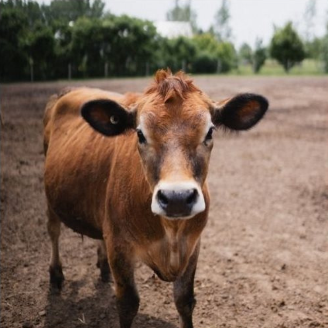 Dehorning