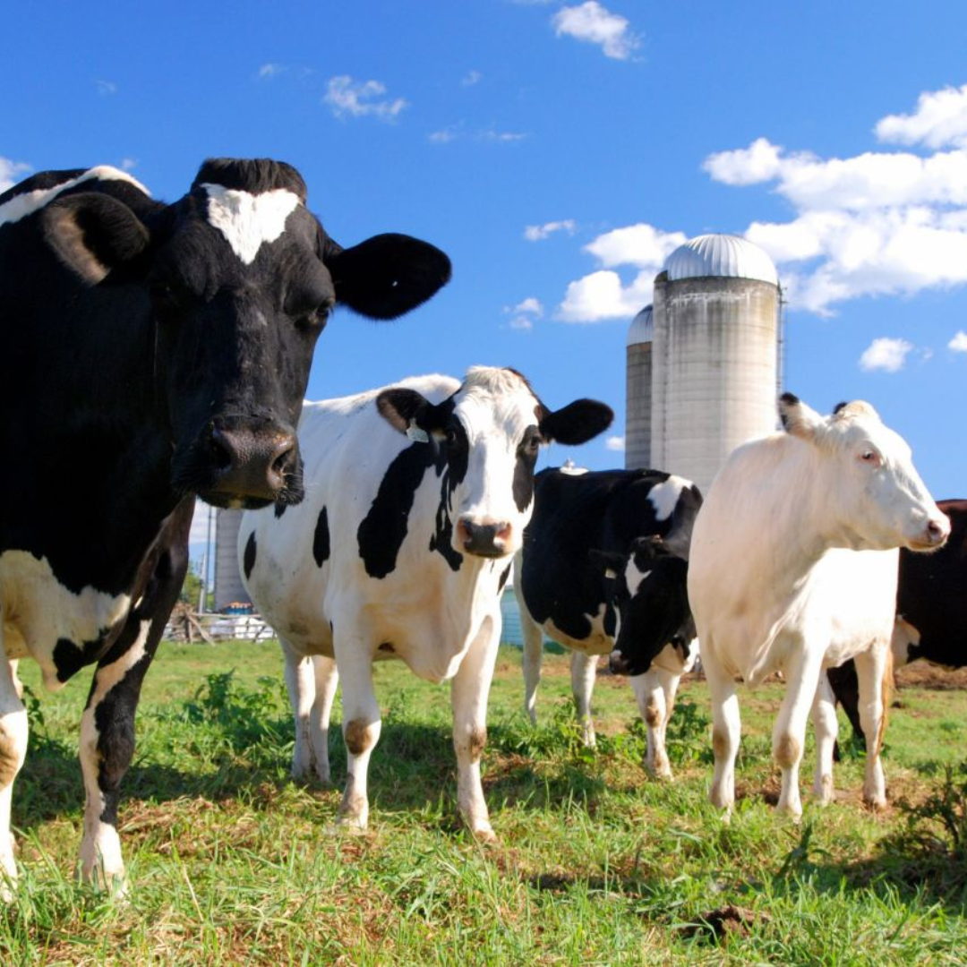 Livestock Books