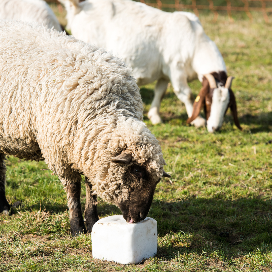 Other Livestock Feed