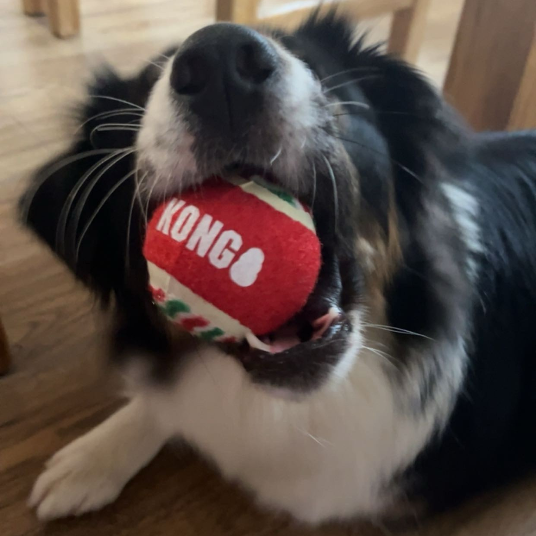 Dog Supplies