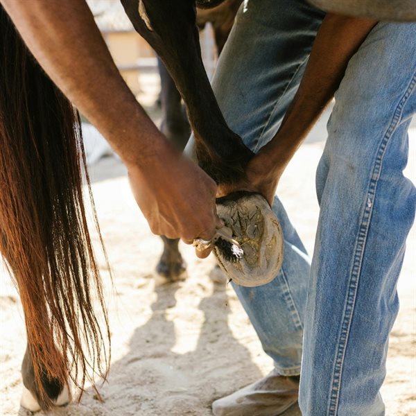 Equine Hoof Care