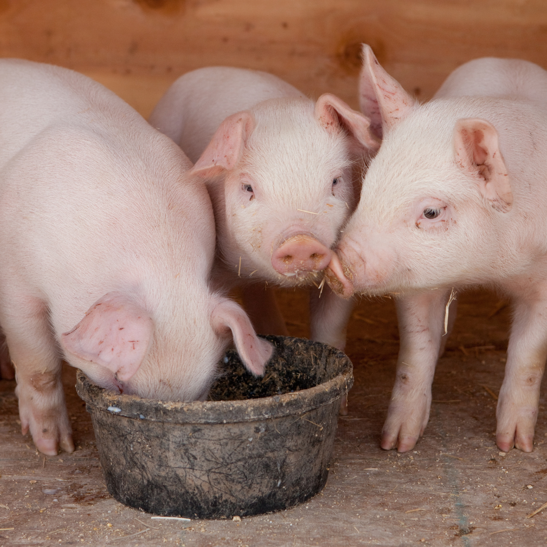 Pig Feed