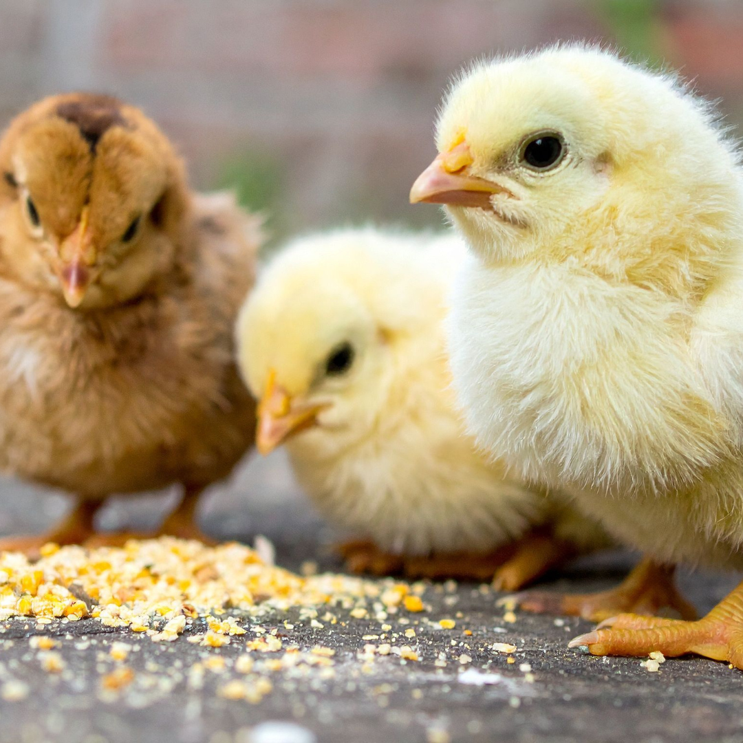 Poultry Feed