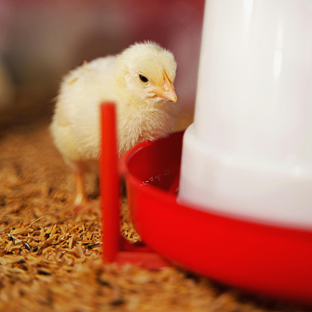 Poultry & Rabbit Waterers