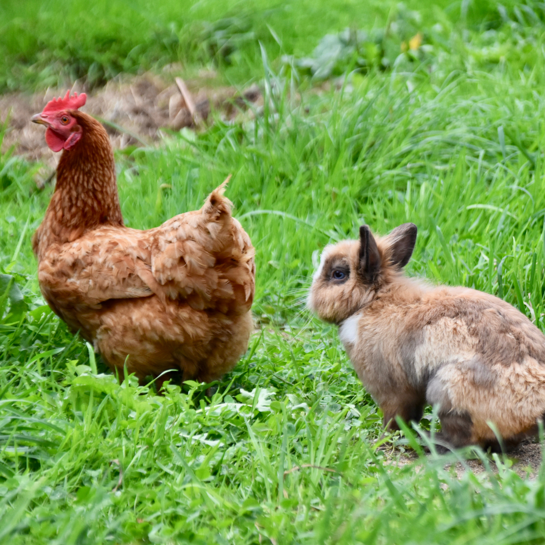 Poultry & Rabbit