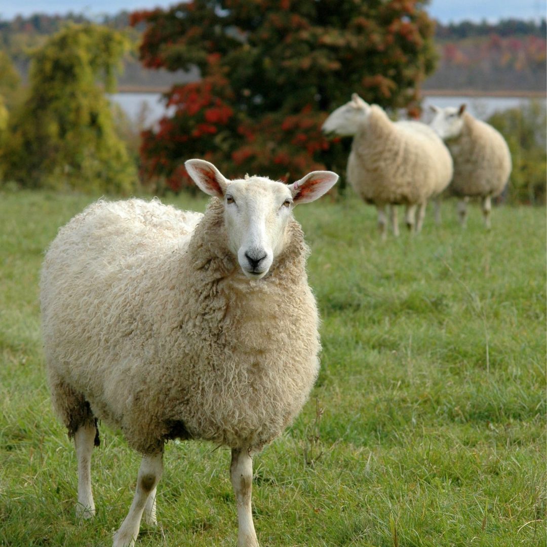 Sheep Books