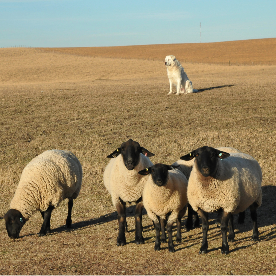 Sheep Dog Books