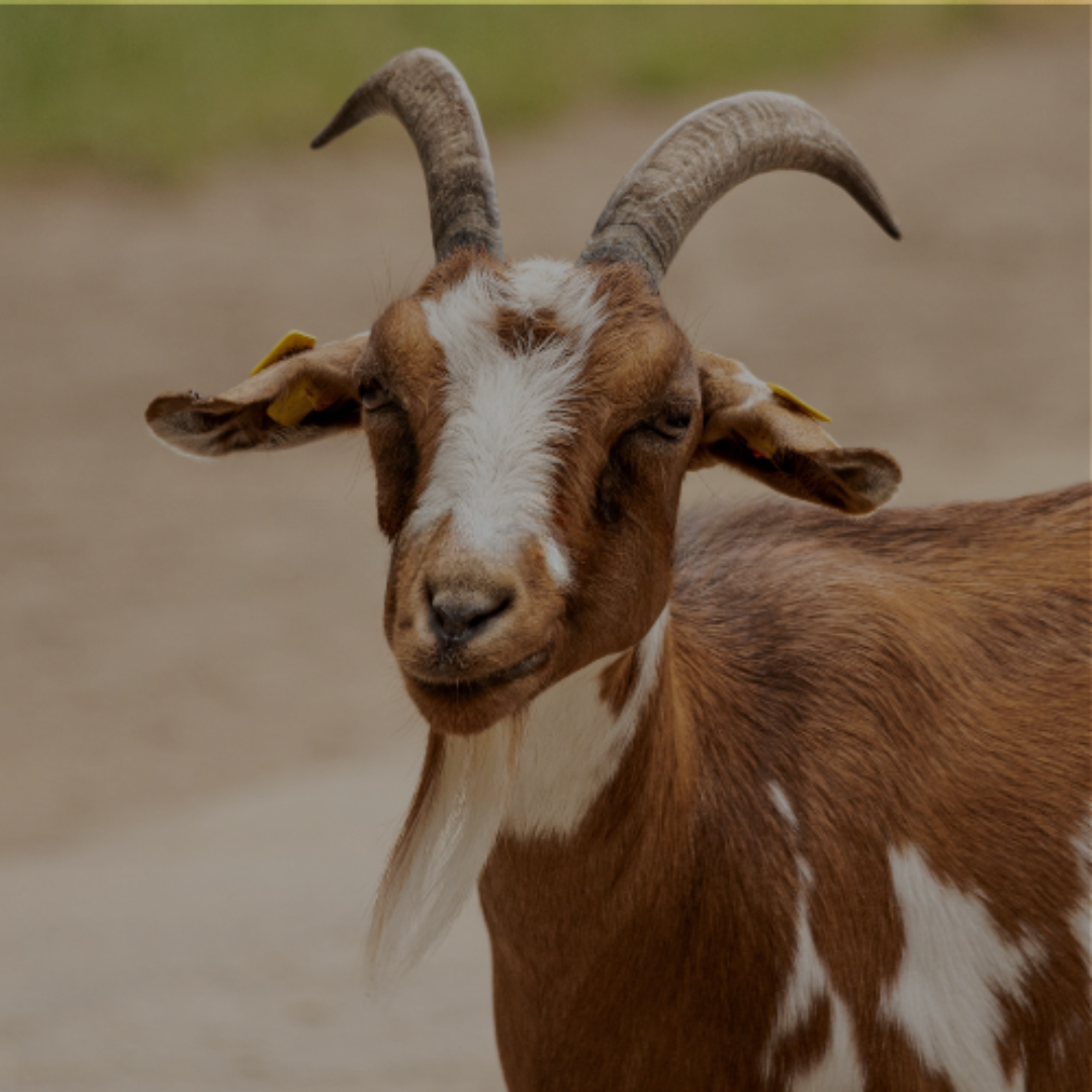 All Sheep & Goat