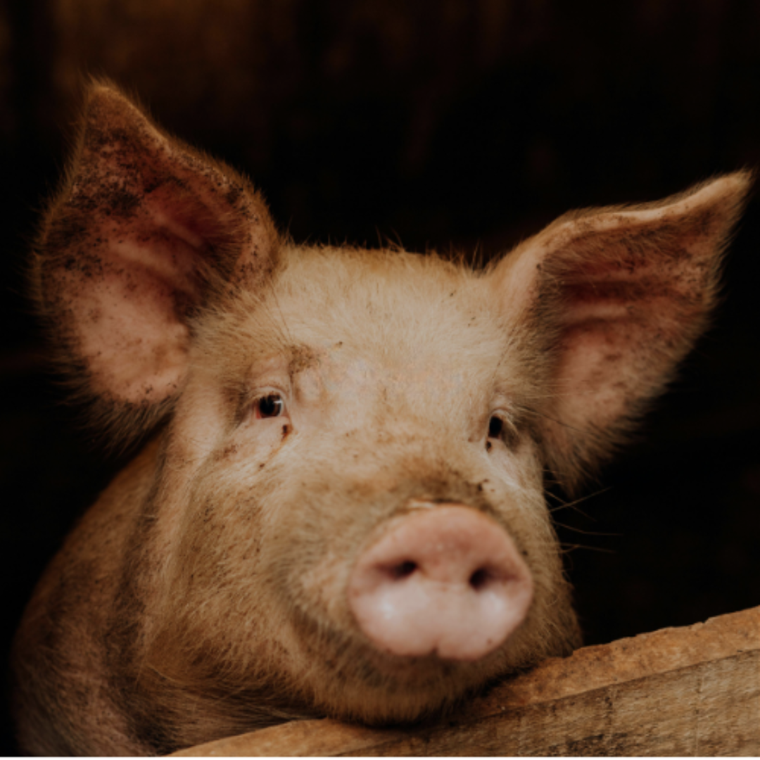 Swine
