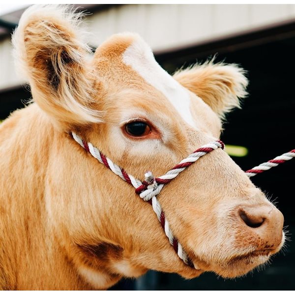 Cattle Halters