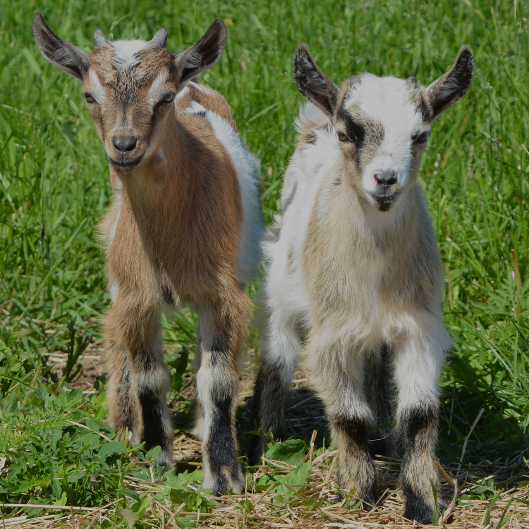 All Sheep & Goat Health Care
