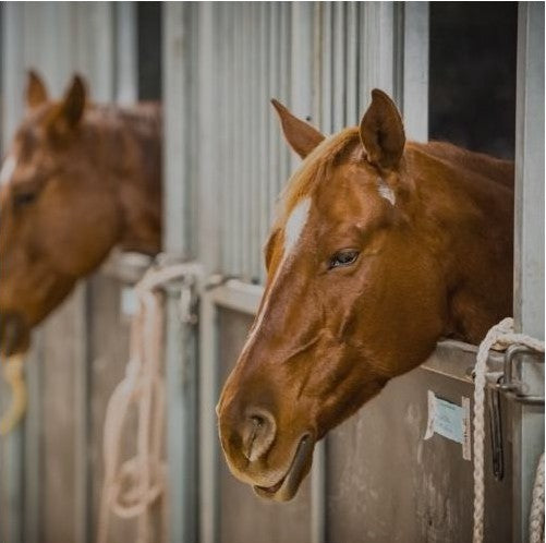 All Barn & Stable