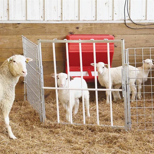 Lambing