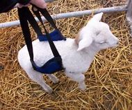 Lamb Sling Large 100 Lbs Plus