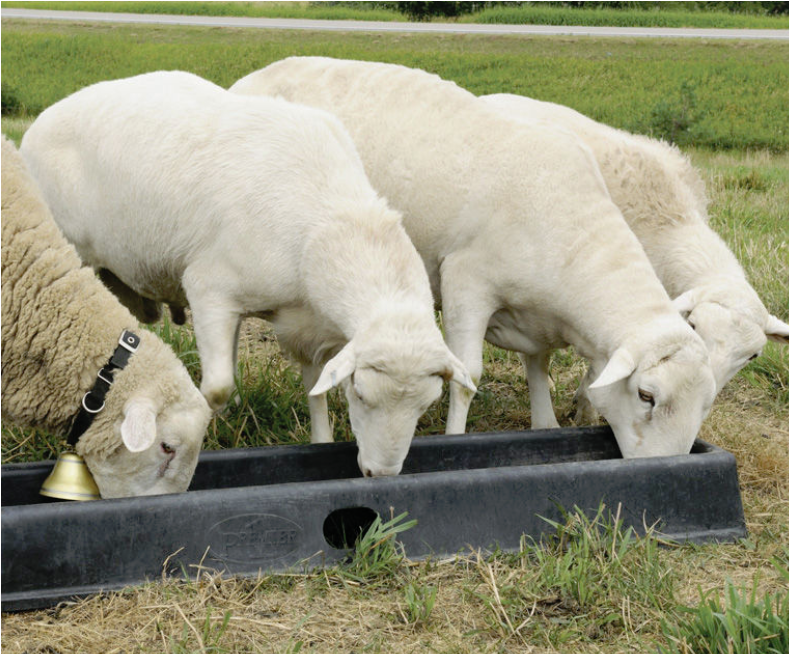 Feeder Porta Trough