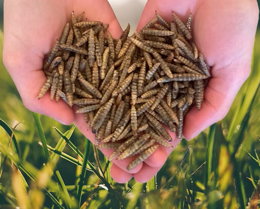 Simply Grubs Soldier Fly Larvae 1.5Kg