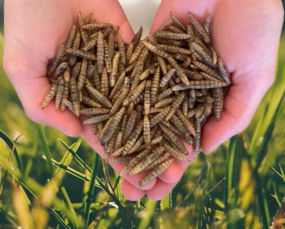 Simply Grubs Soldier Fly Larvae 1.5Kg