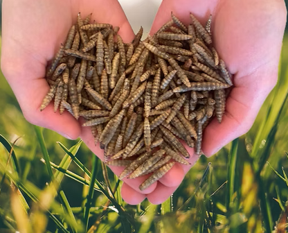Simply Grubs Soldier Fly Larvae 1.5Kg