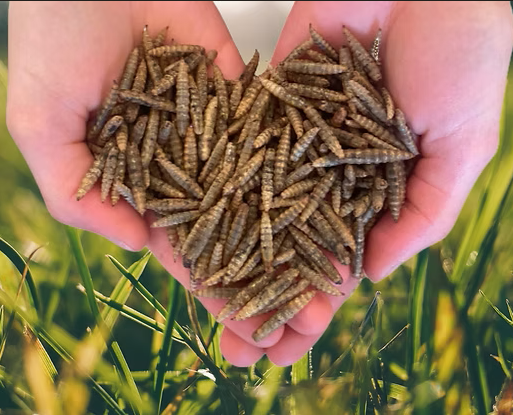 Simply Grubs Soldier Fly Larvae 1.5Kg