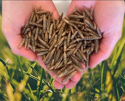 Simply Grubs Soldier Fly Larvae 1.5Kg